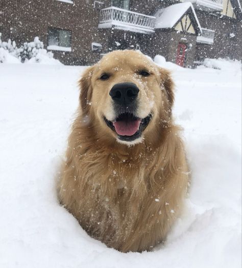 Golden Puppies, Very Cute Dogs, Silly Animals, Cute Animal Photos, Sweet Animals, Animal Photo, Goldendoodle, Lucca, Cute Funny Animals