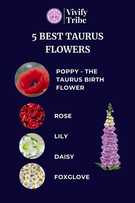 Taurus Flowers: 5 Flowers That Will Please Every Taurus And Their MeaningsThe Taurus flower is the poppy but lillies, roses, foxgloves, and daisies are also lucky for the Taurus zodiac sign. Taurus Man Capricorn Woman, Taurus Flower, Taurus Journal, Taurus Zodiac Quotes, Capricorn Woman, Zodiac Personality Traits, May Birth Flowers, Taurus Zodiac Sign, Flowers To Make