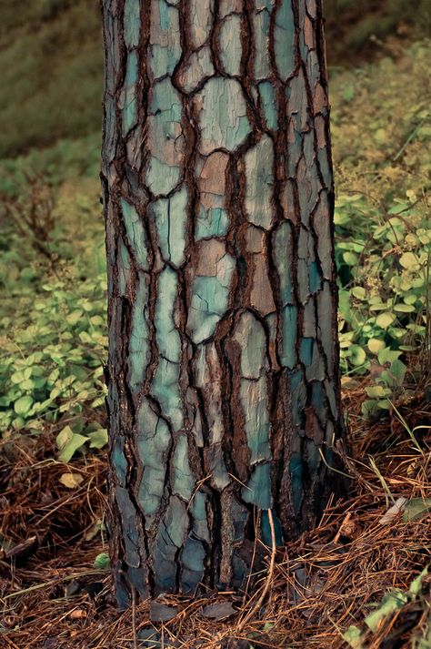 bluish green tree bark Tattoo Tree, Tree Bark Texture, Tree Textures, Kunst Inspiration, Tree Trunks, Blue Tree, Green Tree, Tree Hugger, Nature Tree