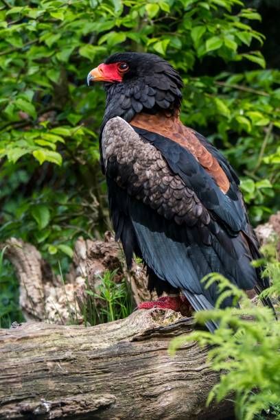 Bateleur Eagle, Eagle Photos, Fish Eagle Photography, African Fish Eagle, Greater Spotted Eagle, Bald Eagles In Alaska, Digital Asset Management, Animals Of The World, Bird Feathers