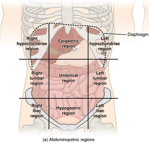 Abdominal surface anatomy (creative commons illustration) | Radiology Case | Radiopaedia.org Surface Anatomy, 9 Regions Of Abdomen, Abdominal Muscles Anatomy, 9 Abdominal Regions, Abdominal Regions Anatomy, Human Excretory System Diagram, Diagram Of Excretory System, Liver Anatomy, Quadrants Of The Abdomen