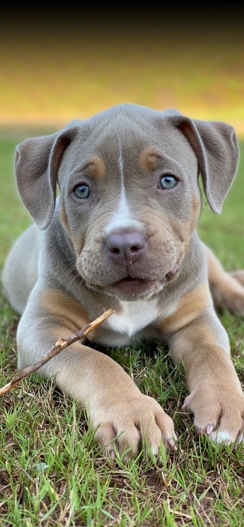 Xl American Bully Puppy, American Bully Xl Puppys, Pitweiler Puppies, Xl Bully Puppies, Pibble Puppies, Staffie Puppies, English Staffy, American Staffy, Bully Xl