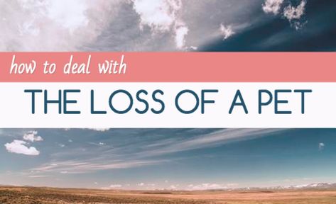 9 Tips for How to Deal With the Loss of a Pet The Loss Of A Pet, Coping With Loss, Pet Memorial Jewelry, Final Days, Losing A Pet, Pet Loss, Ready To Go, Beautiful Creatures, Dog Love