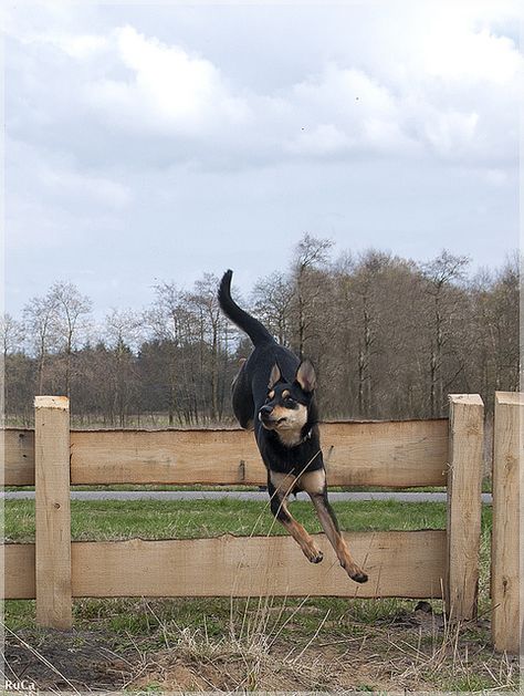 Tanuki jumps over the fence | Flickr - Photo Sharing! Runaway Shirt, Dog Jumping Fence, Kelpie Puppy, Kelpie Dog, Australian Kelpie Dog, Jumping Dog, Dog Jumping, Dog Sports, Australian Kelpie