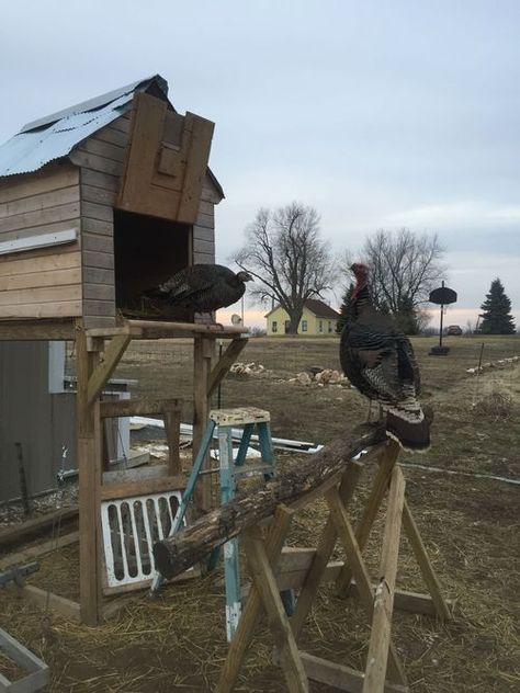 Hi, I ordered a few BR turkey poults and need to build them a coop.  What type of housing do they... Turkey Shelter Ideas, Turkey Roost Ideas, Turkey House Coop, Turkey Coop Ideas, Turkey Housing, Turkey Coop Ideas Buildings, Turkey Farming, Turkey Coop, Turkey Roost