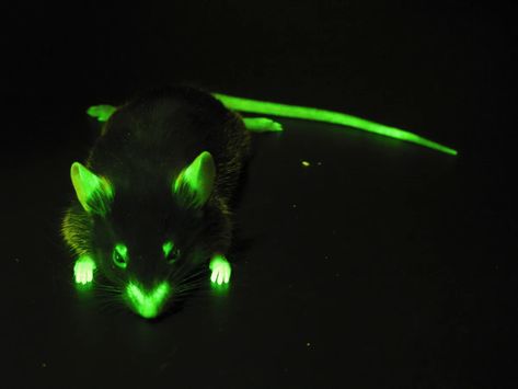 These rave-ready animals all glow in the dark (pictures) - CNET Glowing Animals, In The Dark Pictures, Brittle Star, Glow Worm, Analog Horror, Light Trails, Dark Pictures, Deep Sea Fishing, Sea Fish