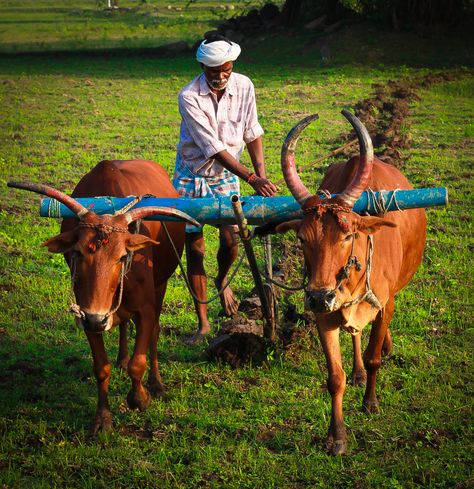 Photograph of a farmer ploughing his land.  Taken on a photowalk in a village near Madhurandhagam, Tamil Nadu. Farmer Images India, Agriculture Pictures, Farmer Painting, Village Scene Drawing, Agriculture Photography, Lion Photography, Village Photos, Scene Drawing, Dont Touch My Phone Wallpaper