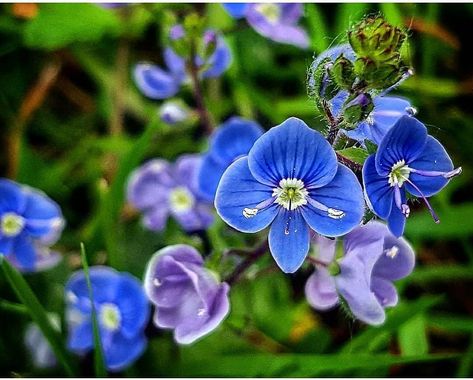 334 Likes, 35 Comments - Lisa Cutcliffe 🍄🌿🍒🐚🌰🌳🐟🌹🦀🍏🔥⛺ (@eduliswildfood) on Instagram: “💙 Got the foraging blues? There aren't many foods that are naturally blue so I *love* it when I can…” Edible Flowers, I Love It, I Love, Plants, Flowers, Blue, Instagram, Nature