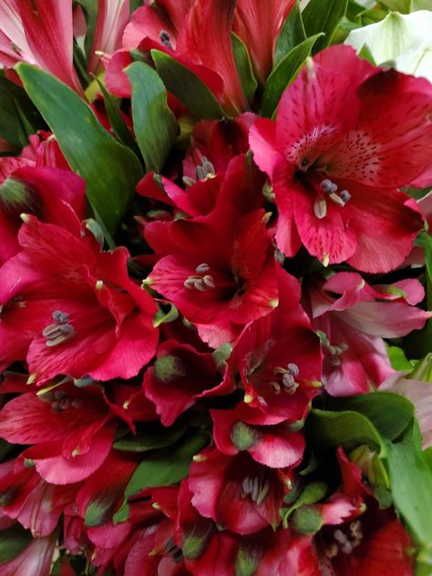 Red Alstroemeria #freshflower #flower #davisfloral🌹 Alstroemeria Aesthetic, Red Alstroemeria, Alstroemeria Flower, Tuscan Garden, Peruvian Lilies, Red Wedding Theme, Costume Contest, Dance Costume, Themed Wedding