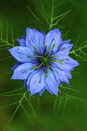 Nigella Damascena, Unusual Flowers, Blue Garden, Rare Flowers, Single Flower, All Flowers, Exotic Flowers, Flower Images, Beautiful Blooms