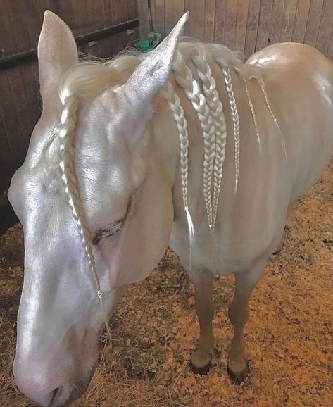 This is the breed "Akhal-Teke", out of Turkmenistan. It is a very old breed and known for its metallic sheen. The sheen is a result of the opaque core of the hair being narrower or even absent, allowing the light to shine through the hair - except it refracts it a little to give that shimmery golden look.They come in many colors. This one is called "Cremelo" Akhal-teke, Akhal Teke Horses, Akhal Teke, Pretty Horses, Horse Breeds, White Horse, Horse Girl, I'm Sorry, A Horse