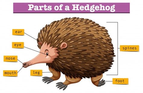 Diagram showing parts of hedgehog | Premium Vector #Freepik #vector #nature #animals #eye #tropical Construction Paper Crafts, Vector Nature, Bloated Stomach, A Hedgehog, Construction Paper, Autumn Activities, Nature Animals, Home Remedies, Premium Vector