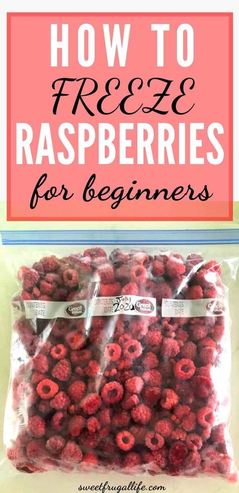 Freeze Raspberries How To, How To Preserve Raspberries, How To Freeze Raspberries, How To Freeze Fruit, What To Do With Fresh Raspberries, Recipes Using Fresh Red Raspberries, Recipes Using Fresh Raspberries, Preserving Raspberries, Freezing Raspberries