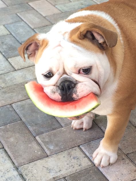 English Bulldog Names, French Bulldog Tan, Healthiest Fruits, Puppy Backgrounds, Bulldog Names, French Bulldog Facts, Healthy Fruits And Vegetables, Eating Watermelon, Puppy Costume