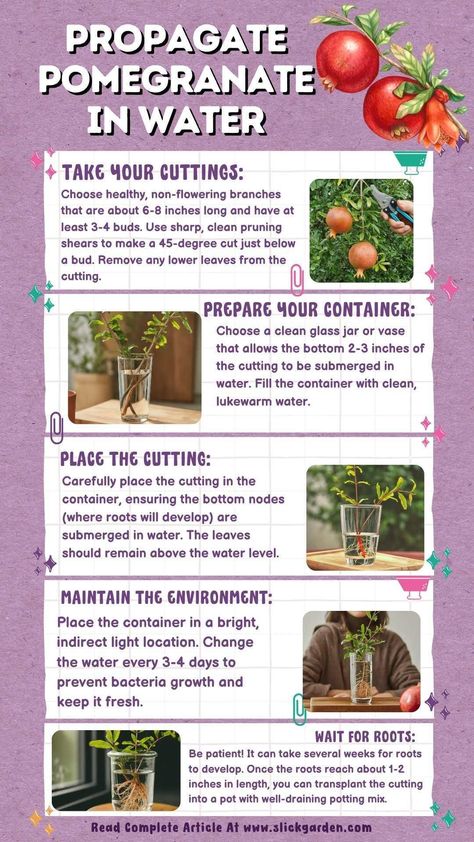 "Transform your space into a pomegranate haven! Dive into our Pinterest board for expert advice on water propagation. Cultivate, nurture, and enjoy the fruits of your labor. 🌿🍇 #HomeGrownGoodness #PomegranateBliss" Gardening Infographic, Water Propagation, Survival Garden, Growing Strong, Survival Gardening, Home Vegetable Garden, New Roots, Fruit Tree, Clay Soil