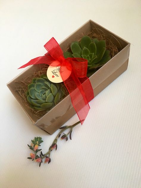 Valentines Succulent Gift Box Succulent Wedding Favors, Garden Rock Art, Succulent Gift, Valentines Gift Box, Planter Gift, Succulent Gifts, Creative Gift Wrapping, How To Wrap Flowers, Curated Gift Boxes