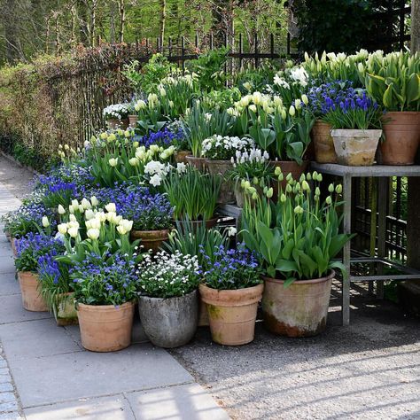 When I arrange my pot displays I always repeat the plants ... #clausdalby #flowers #blomster #garden Cottage Garden Landscaping, Front Yard Cottage Garden, Garden Landscaping Ideas, Funny Vine, Have Inspiration, Garden Containers, Plants And Flowers, Garden Care, Gorgeous Gardens