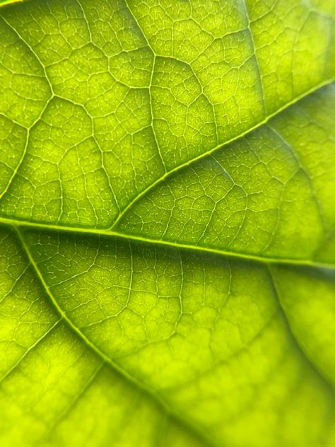 Microscopic Photography, Micro Photography, Organic Structure, Plant Photography, Art Art, Photography Inspiration, Photo Ideas, Plant Leaves, Insects