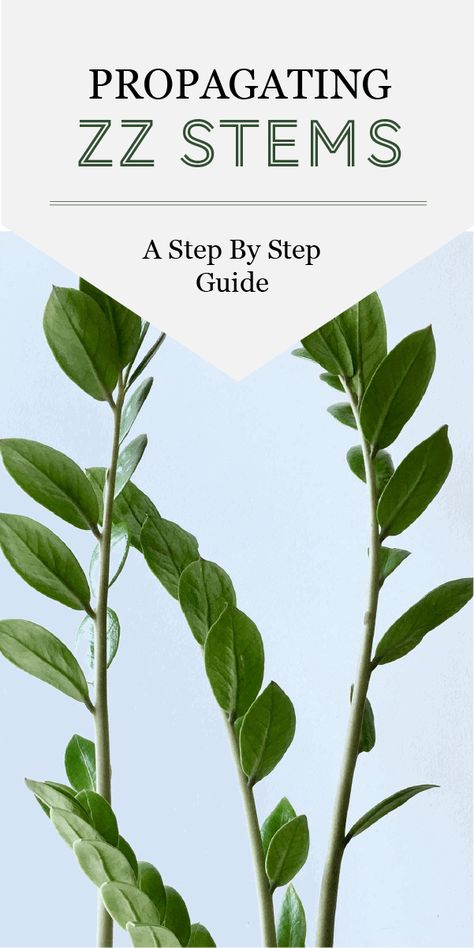 Propagating ZZ Plants from Stem Cuttings: A Step By Step Guide - The Healthy Houseplant Propagating Zz Plant, Zz Plant Care, Zz Plants, Zamioculcas Zamiifolia, Zz Plant, Root System, House Plant Care, Plant Stem, Plant Cuttings