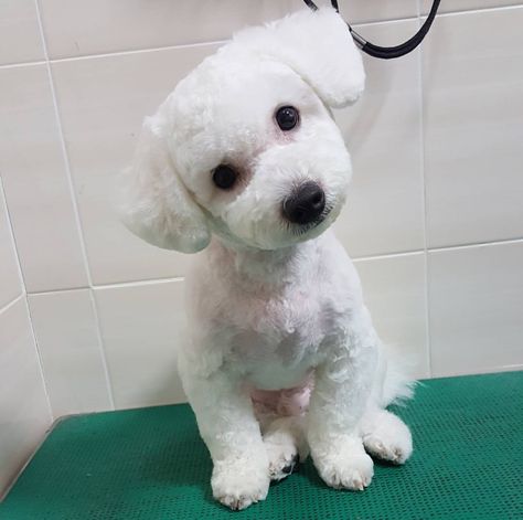 Short Teddy Bear Haircut, Bichon Frise Short Haircut, Teddy Bear Dog Haircut Bichon, Short Hair Poodle, Bichon Poodle Mix Haircut, Short Dog Haircut, Toy Poodle Short Haircut, Maltipoo Summer Haircut, Short Maltipoo Haircut