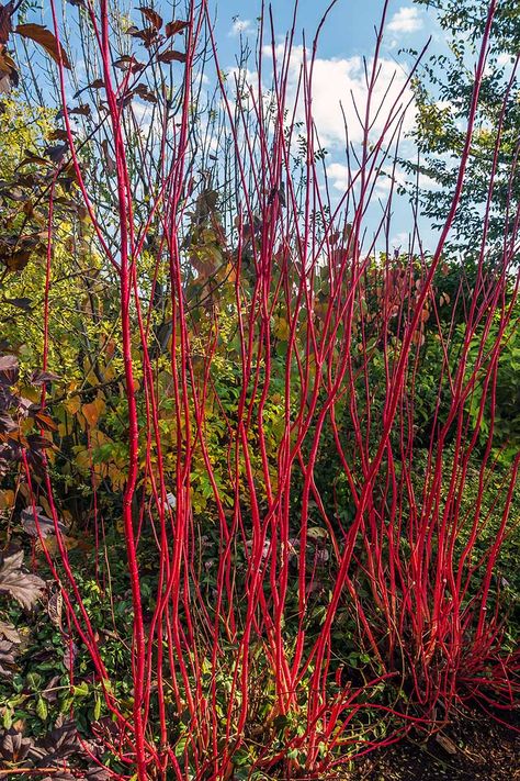 How to Grow and Care For Red Twig Dogwood | Gardener’s Path Red Twig Dogwood Landscape, Dogwood Shrub, Evergreens For Shade, Red Dogwood, Red Twig Dogwood, Twig Dogwood, Winter Gardens, Perennial Shrubs, Rock Garden Landscaping