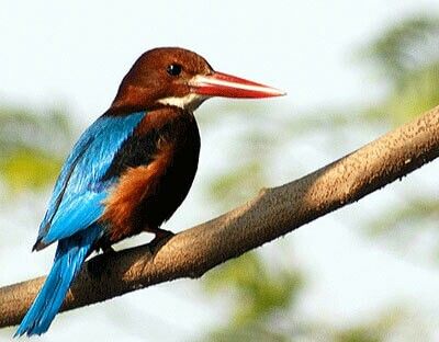 Burung Raja Udang. Burung Raja Udang, Birds, Animals, Quick Saves