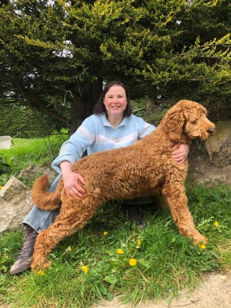 Large Labradoodle, Red Labradoodle, Australian Labradoodle, Labradoodle Puppy, You Doodle, Gentle Giant, An Email, Labradoodle, Service Dogs