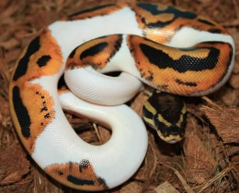 Piebald Snake, Lesser Ball Python, Piebald Ball Python, Ball Python Pet, Pied Ball Python, Baby Ball Python, Dream Snake, Snakes For Sale, Rare Albino Animals