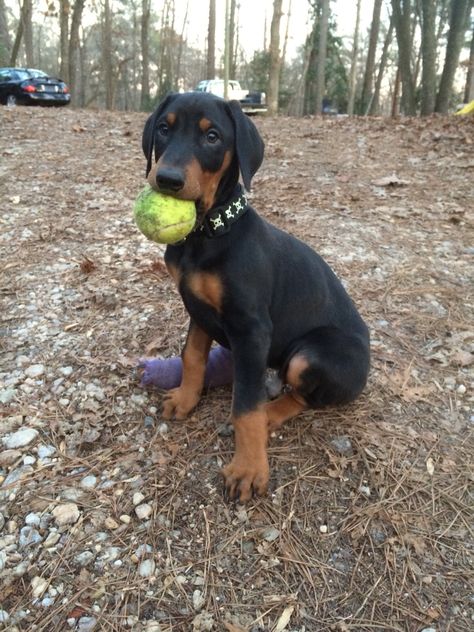 Duke the Doberman :) #dog #puppy #natural ears #tennis ball Doberman With Natural Ears, Doberman Dogs Natural Ears, Doberman Unclipped Ears, Doberman Uncut Ears, Doberman Ears Natural, Doberman Dog Names, Doberman Without Cropped Ears, Dobber Man Dog, Dobber Man