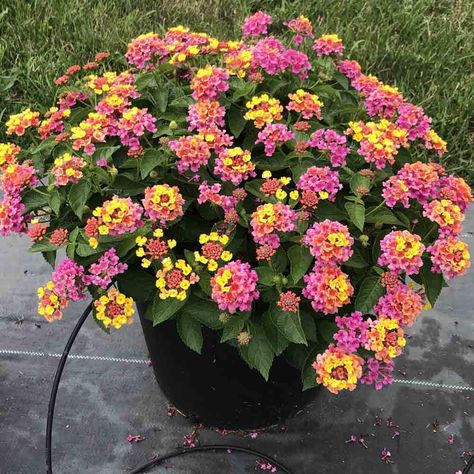 Lantana Flower, Lantana Plant, Lantana Camara, Landscaping Trees, Patio Flowers, Potted Plants Outdoor, Container Gardening Flowers, Flower Pots Outdoor, Garden Containers