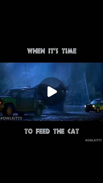 Owl Kitty, Six Nations, Cat Club, I Am Back, Funny Cat Videos, Cat Rescue, May 20, Cat Gif, Kittens Cutest