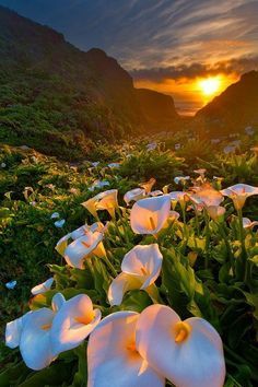 Lily Valley, Gardening Advice, Calla Lilies, Natural Scenery, Alam Yang Indah, The Grass, Big Sur, Calla Lily, Pretty Places