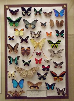 Alice Stanne: Butterfly in the Sky...or on my Bulletin Board Butterfly Taxidermy, Regnul Animal, Insect Taxidermy, Insect Collection, Butterfly Collection, Vulture Culture, Natural Curiosities, Paper Butterfly, Butterfly Frame