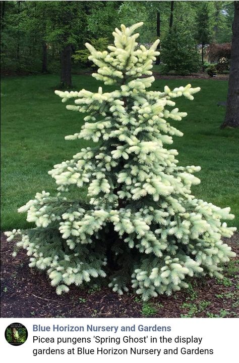 Spring Ghost, Front Yard Flowers, Beautiful Flower Gardens, Evergreen Landscape, Picea Pungens, Conifers Garden, Yard Flowers, Evergreen Garden, Fall Garden Vegetables