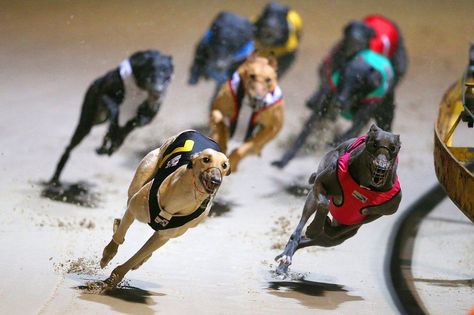 Greyhound dogs racing at the Wentworth Park Stadium Racing Dogs, Greyhound Racing, West Coast Eagles, Greyhounds Racing, Three Dogs, Broken Leg, Pictures Of The Week, Sporting Dogs, Sports Betting