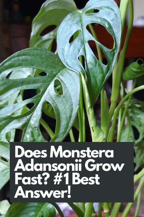 Discover the optimal conditions that foster the vigorous growth of Monstera Adansonii. Learn about the role of light, temperature, humidity, and proper care techniques in maximizing its growth potential. Dive into the secrets of pruning, propagation, and fertilization to promote healthy and abundant growth. IG Photo by: piantala_giulia Monstera Adansonii Care, Mini Plants Diy, Growing Monstera, Ludisia Discolor, Plants Pictures, Orchid Terrarium, Jewel Orchid, Green Name, Monstera Adansonii