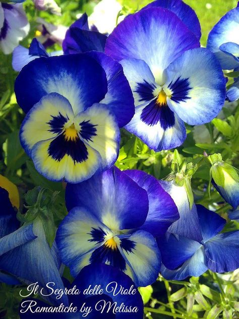 Pansies Flowers, Floral Photography, Watercolor Rose, Beautiful Bouquet, Types Of Flowers, So Sweet, Belleza Natural, Blue And Yellow, Amazing Flowers