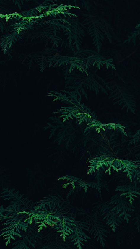 Download Nature Dark Background Hd for desktop or mobile device. Make your device cooler and more beautiful. Forest Wallpaper Iphone, Nature Verte, Wallpaper Gelap, Wallpaper Hijau, Green Leaf Wallpaper, Paper Iphone, Stile Harry Potter, Dark Green Wallpaper, 4k Wallpaper Iphone