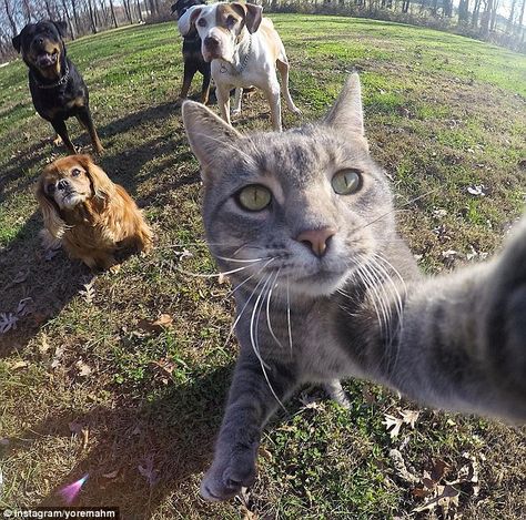 Cat selfie photo featuring a dexterous grey tabby goes viral | Daily Mail Online Taking Cat, Selfie Cat, Cat Selfie, Söt Katt, Cat Animal, Cat Photography, Real Beauty, Animal Photo, Funny Cat