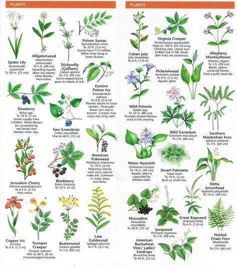 plants Tree Bark Identification, Plant Leaf Identification, Tree Leaf Identification, Leaf Identification, Tree Id, Tree Identification, Identify Plant, Magia Das Ervas, Small Nurseries