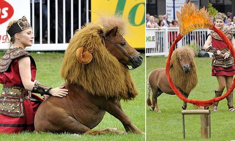 Horse Fancy Dress, Horse Costume, Horse Reference, Dragon Horse, Lion Costume, Horse Costumes, Horse Dress, Bunny And Bear, Mini Horse