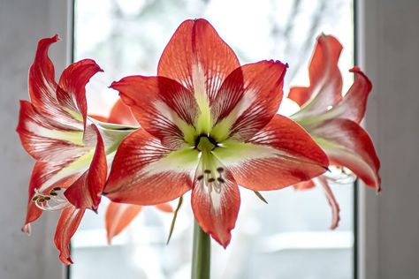 How To Keep an Amaryllis Plant Alive After Christmas Amaryllis Care, Amaryllis Plant, Flowers Last Longer, Cactus Care, Amaryllis Flowers, Amaryllis Bulbs, Modern Planters, Family Handyman, Bulb Flowers