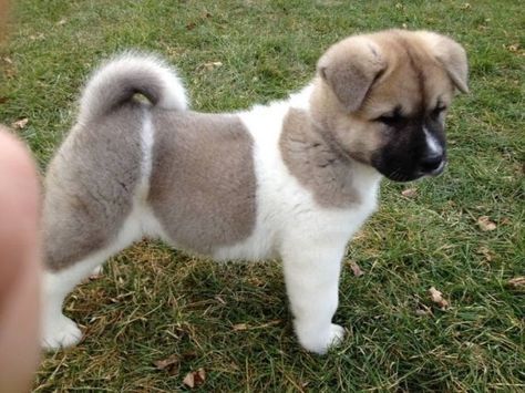 7 Special Tips for Taking Care of Akita Puppies Dog Akita, Akita Puppies For Sale, Truro Nova Scotia, Irish Wolfhound Puppies, Akita Puppy, Japanese Akita, Akita Puppies, American Akita, Akita Inu