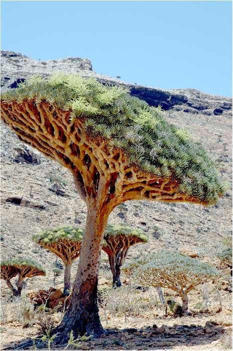 Socotra Island, Yemen /  Dracaena cinnabari, the Socotra Dragon Tree or Dragon Blood Tree Dracaena Cinnabari, Socotra Island, Dragon Blood Tree, Amazing Trees, Socotra, Dragon Tree, Dragon Blood, Cheap Flight Tickets, Cheap Flight