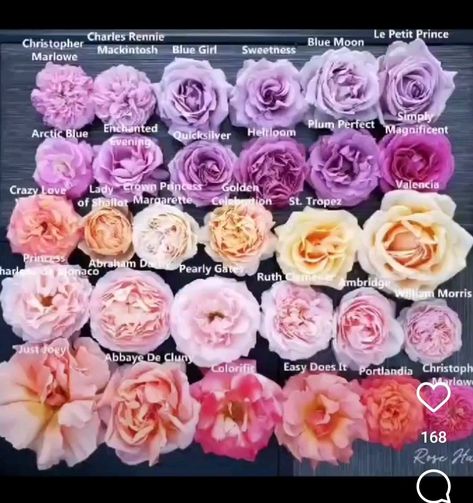 Forest Quinceanera, Farm Names, David Austin Rose, Rose Gardening, Rose Colors, Cut Flower Farm, Peaceful Day, Austin Rose, Rose Varieties