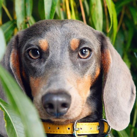 Stare down. #wyattdachshund #dog #dogs #dachshund #minidachshund #dachshundsofinstagram #doxie #minidoxie #sausagedog #wienerdog #teckel #dackel #bassotto #blueandtan #bluedog #bluedachshund #puppy #dachshundpuppy #dogphotography #staredown #imwatchingyou #yellow #colourful #bright #portrait #sunday #dogsofinstagram #dogloversclub #thestatelyhound #dogsofgreatbritain Blue And Tan Dachshund, Dachshund Temperament, Blue Dachshund, Tan Dachshund, Weiner Dogs, Wiener Dogs, Sausage Dogs, Weenie Dogs, Mini Dachshund