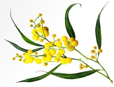 Wattle Tattoo, Australian Wattle, Australian Wildflowers, Australian Native Flowers, Australian Plants, Invasive Plants, Invasive Species, Banner Printing, Botanical Drawings