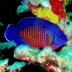 Reef Safe Fish, Saltwater Aquarium Beginner, Marine Aquarium Fish, Fish Facts, Saltwater Aquarium Fish, Saltwater Fish Tanks, Reef Fish, Butterfly Fish, Aquarium Ideas