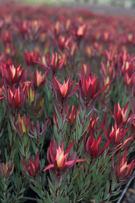 Protea Garden, Colourful Australian Native Garden, Leucadendron Landscape, Red Protea Flower, Leucojum Aestivum, Brazilian Red Cloak Plant, Protea Plant, Leucadendron Safari Sunset, Front Yard Plants