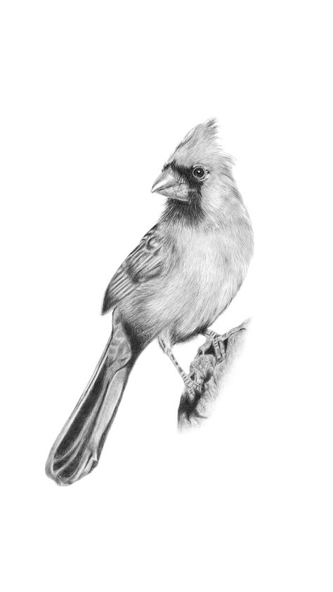 Cardinal Bird Drawing Northern Cardinal Drawing, Drawings Of Cardinals, Wildlife Sketches Pencil, Cardinal Drawing Sketches, Cardinal Tattoo Black And White, Cardinal Sketch, Wildlife Sketches, Floral Names, Cardinal Drawing